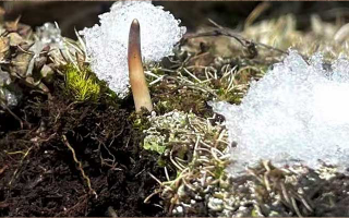 冰鮮的冬蟲夏草還能吃嗎？一文讀懂食用真相? ? ? ?