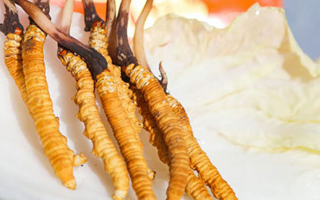 冬蟲夏草鮮草一般哪里有？多渠道獲取指南