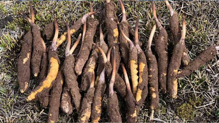 新鮮冬蟲(chóng)夏草保存全攻略：鎖住營(yíng)養(yǎng)與品質(zhì)