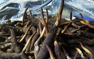 新鮮冬蟲夏草能放多久吃？一文掌握儲存與食用期限