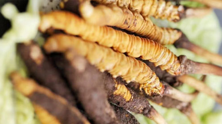 一文讀懂：鮮<a href=http://www.xmwhr.com/jiage/ target=_blank class=infotextkey>冬蟲(chóng)夏草價(jià)格</a>揭秘