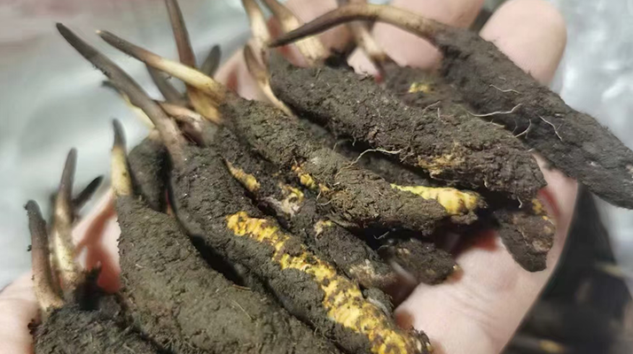 鮮冬蟲夏草保存全攻略：鎖住營養(yǎng)不流失