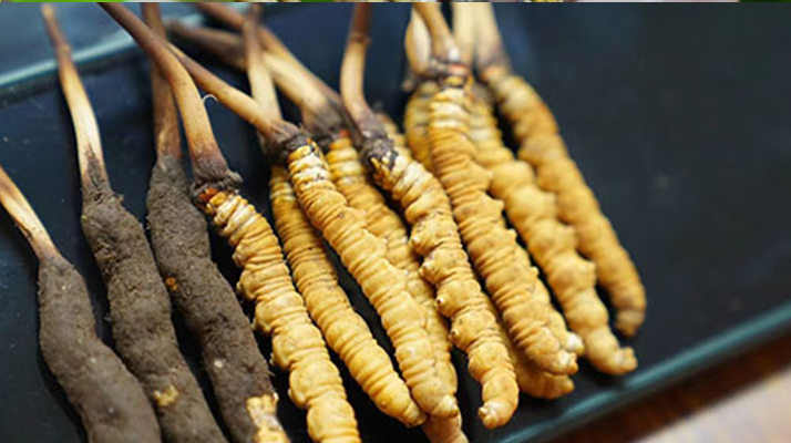 鮮冬蟲夏草什么季節(jié)最好？滋補時機大揭秘
