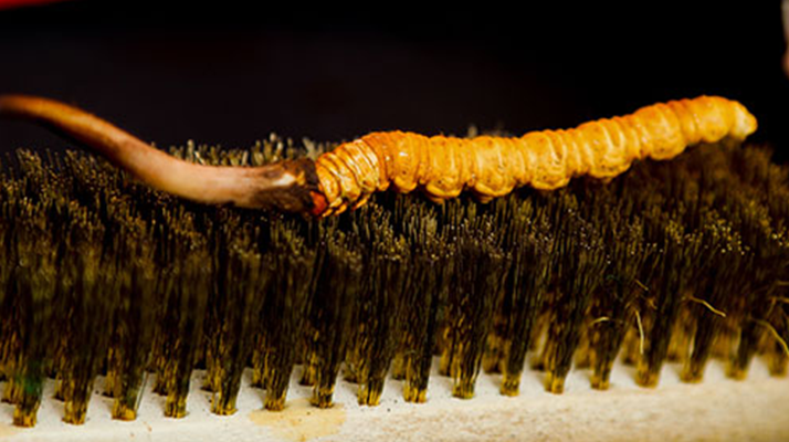 鮮冬蟲夏草什么口感最好？探尋舌尖上的滋補美味? ? ? ?