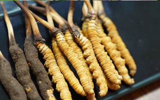 鮮冬蟲夏草什么季節(jié)最好？滋補時機大揭秘