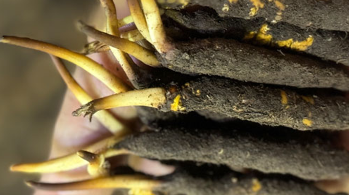 蟲(chóng)草怎么存放比較好