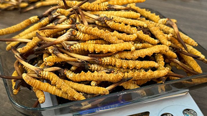 3 根一克蟲草的價格解析