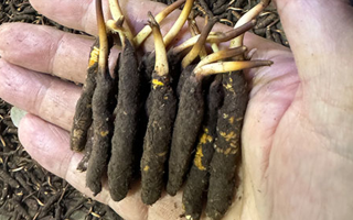 3000 條蟲草一克是幾只？深入解析蟲草規(guī)格與重量關(guān)系? ? ? ?