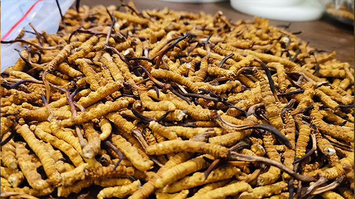 <a href=http://www.xmwhr.com/ target=_blank class=infotextkey>冬蟲夏草</a>市場價格解碼：從黃金克價到價值迷霧