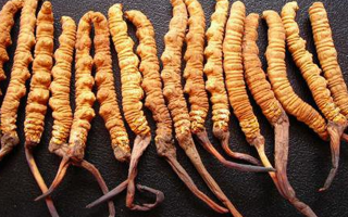 10克的冬蟲夏草有多少根