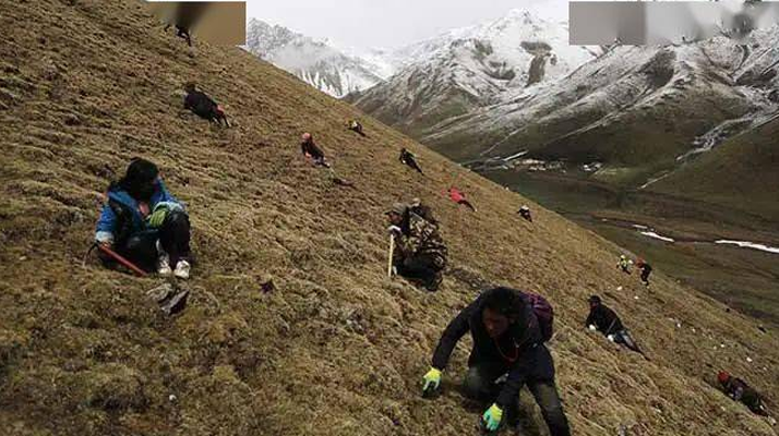 冬蟲(chóng)夏草都是野生的嗎？探尋其生長(zhǎng)的奧秘