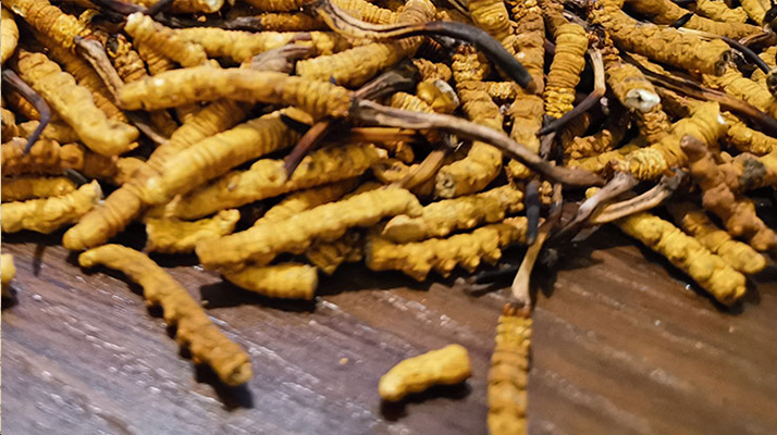 斷的冬蟲(chóng)夏草有效果嗎？一文揭開(kāi)真相