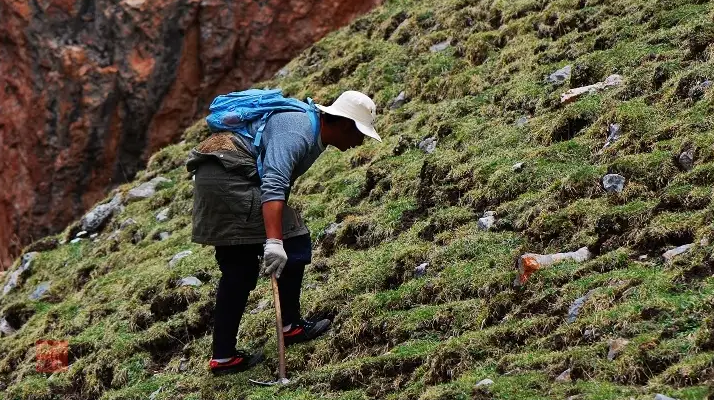冬蟲夏草什么時候采挖？最佳采挖時節(jié)與科學(xué)依據(jù)