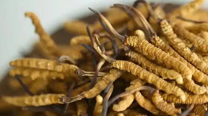 冬蟲夏草特級多少錢一克？多因素交織下的價格探秘