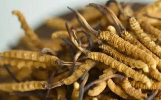 冬蟲夏草特級多少錢一克？多因素交織下的價格探秘