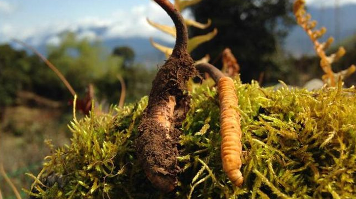 如何挑選新鮮冬蟲夏草？掌握這幾個關(guān)鍵要點