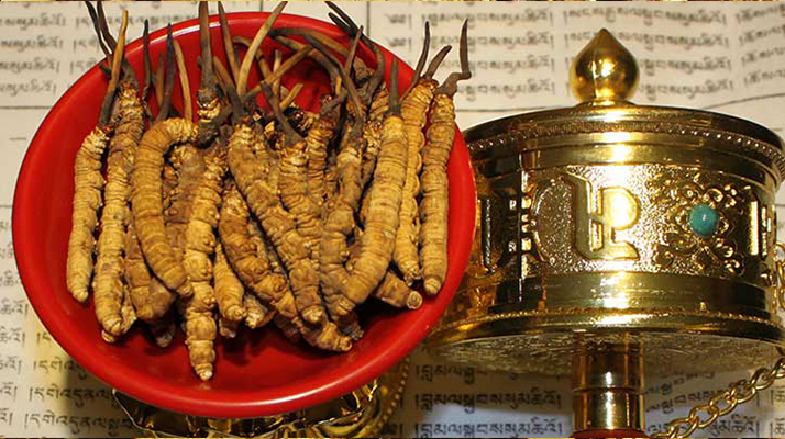 <a href=http://www.xmwhr.com/gongxiao/ target=_blank class=infotextkey><a href=http://www.xmwhr.com/gongxiao/ target=_blank class=infotextkey><a href=http://www.xmwhr.com/yangsheng/ target=_blank class=infotextkey>冬蟲(chóng)夏草的功效</a></a></a>解析：傳統(tǒng)珍寶的現(xiàn)代價(jià)值