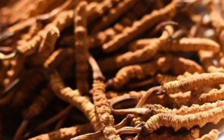 冬蟲(chóng)夏草泡水喝的禁忌