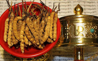 冬蟲(chóng)夏草的功效解析：傳統(tǒng)珍寶的現(xiàn)代價(jià)值