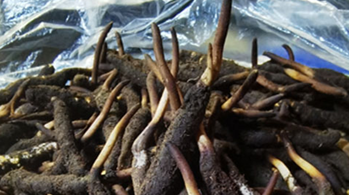 <a href=http://www.xmwhr.com/xinxian/ target=_blank class=infotextkey>新<a href=http://www.xmwhr.com/xinxian/ target=_blank class=infotextkey>鮮冬蟲(chóng)夏草</a></a>的正確清洗方法