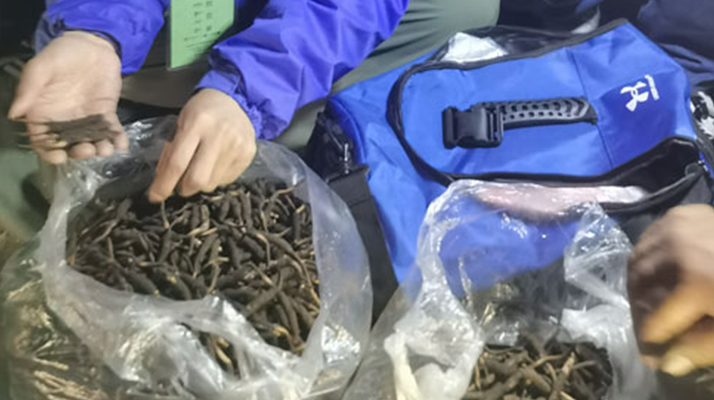 <a href=http://www.xmwhr.com/xinxian/ target=_blank class=infotextkey>新<a href=http://www.xmwhr.com/xinxian/ target=_blank class=infotextkey>鮮冬蟲夏草</a></a>的正確食用指南