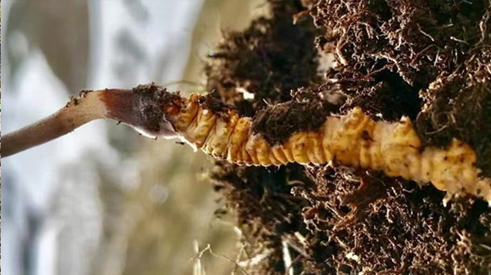 <a href=http://www.xmwhr.com/xinxian/ target=_blank class=infotextkey>新<a href=http://www.xmwhr.com/xinxian/ target=_blank class=infotextkey>鮮冬蟲夏草</a></a>干刷技巧全解析