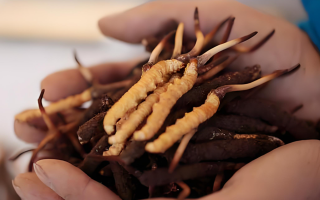 小孩可以喝冬蟲(chóng)夏草嗎？科學(xué)看待兒童滋補(bǔ)問(wèn)題