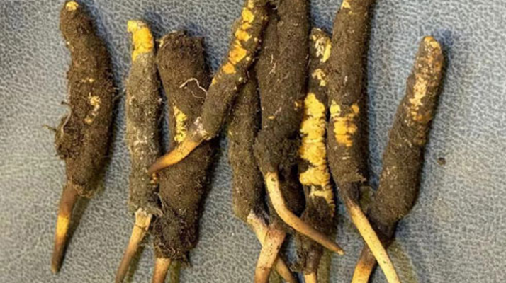 冬蟲夏草老人服用指南：科學(xué)方法與健康養(yǎng)護(hù)