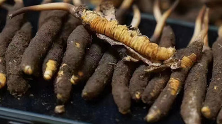 冬蟲夏草適合哪些人群？精準(zhǔn)滋補(bǔ)指南