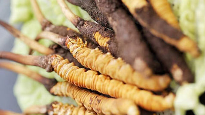 冬蟲(chóng)夏草適合產(chǎn)后婦女嗎？科學(xué)滋補(bǔ)與恢復(fù)指南