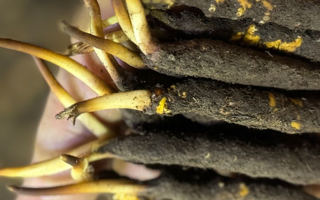 冬蟲夏草主要產(chǎn)地全解析：高原饋贈(zèng)的地理密碼