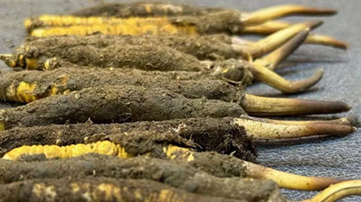 一根鮮<a href=http://www.xmwhr.com/jiage/ target=_blank class=infotextkey>冬蟲夏草多少錢</a>？影響價格的核心因素解析