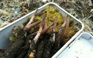 鮮冬蟲夏草好壞鑒別指南：6 大核心挑選技巧