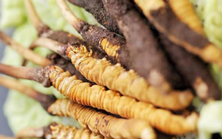 新鮮冬蟲夏草：滋補(bǔ)養(yǎng)生的時(shí)令珍品