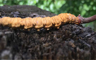 冬蟲夏草泡酒時長指南：靜待藥效沉淀的科學(xué)