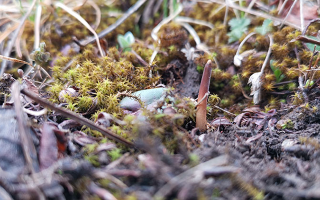 冬蟲(chóng)夏草：跨越兩界的生命奇珍