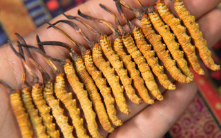 西洋參、陳皮與冬蟲夏草：三味協(xié)同的養(yǎng)生智慧