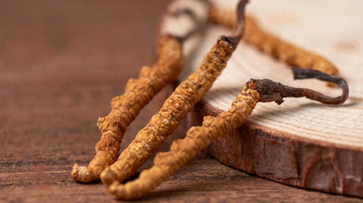 吃冬蟲夏草的好處有哪些？科學(xué)解讀這株"雪山黃金"的養(yǎng)生價(jià)值