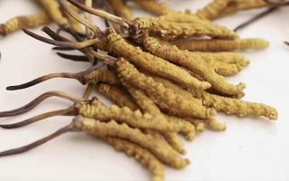 賣冬蟲(chóng)夏草的地方哪里有？全面解析購(gòu)買渠道與選購(gòu)策略