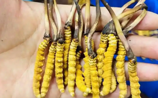 冬蟲夏草吃鮮的還是干的？一場關(guān)于自然饋贈的現(xiàn)代抉擇