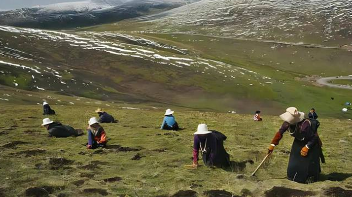 西藏鮮冬蟲夏草<a href=http://www.xmwhr.com/ target=_blank class=infotextkey><a href=http://www.xmwhr.com/s/nqcc/ target=_blank class=infotextkey>那曲蟲草</a></a>