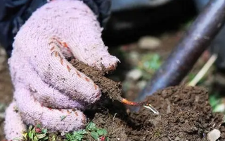冬蟲(chóng)夏草幾月采摘最好