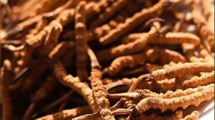 野生<a href=http://www.xmwhr.com/jiage/ target=_blank class=infotextkey>冬蟲夏草多少錢</a>一克