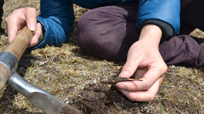 怎樣鑒別<a href=http://www.xmwhr.com/tag/6.html target=_blank class=infotextkey>冬蟲(chóng)夏草的產(chǎn)地</a>