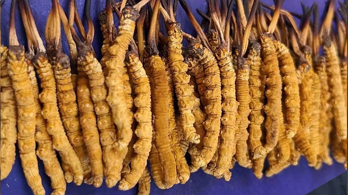 野生的冬蟲(chóng)夏草多少一斤