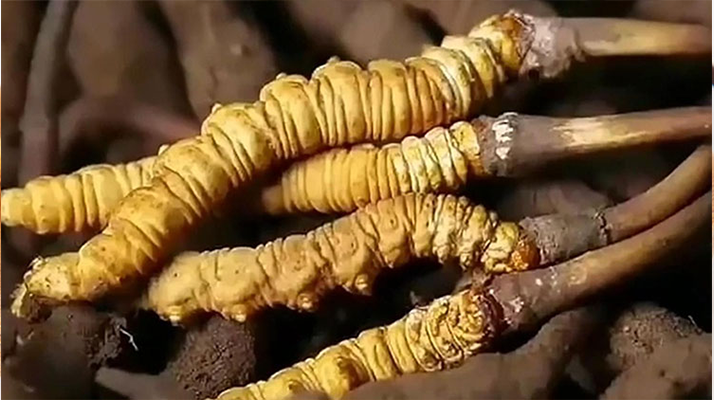 <a href=http://www.xmwhr.com/ target=_blank class=infotextkey><a href=http://www.xmwhr.com/s/nqcc/ target=_blank class=infotextkey>那曲蟲草</a></a>展銷會暨巴青采集體驗活動啟幕