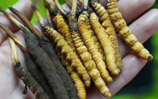 日喀則地區(qū)冬蟲(chóng)夏草采集管理進(jìn)展情況