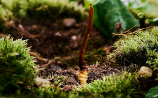 純天然野生新鮮冬蟲(chóng)夏草：大自然的珍稀饋贈(zèng)