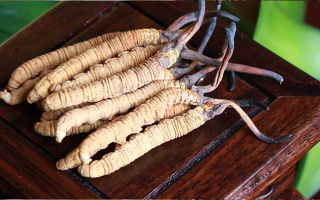 什么樣的冬蟲夏草是假的