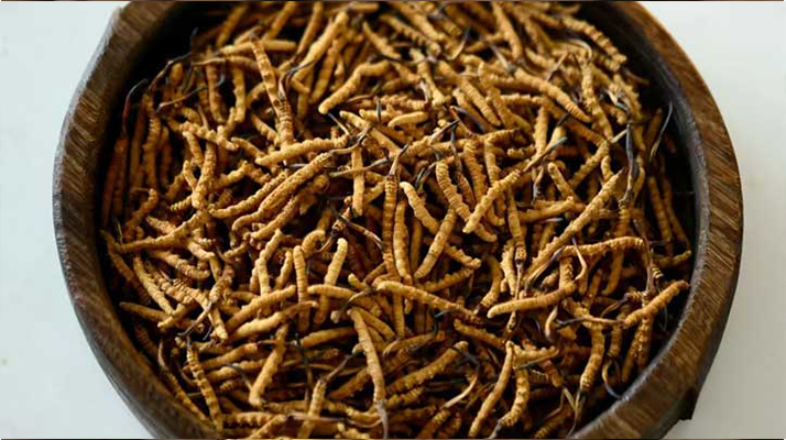 冬蟲夏草生長(zhǎng)于哪些地帶